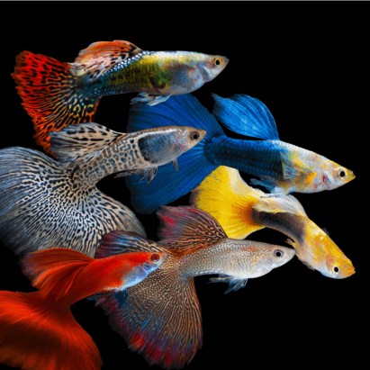 Les Guppys